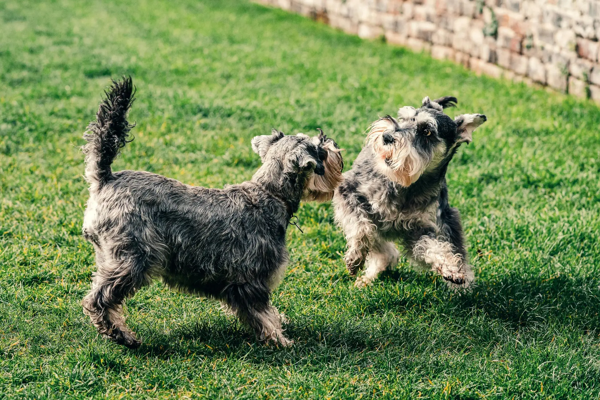 Animal Boarding Dog playing